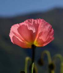 10408008_723577223581_4347234471583224697_n